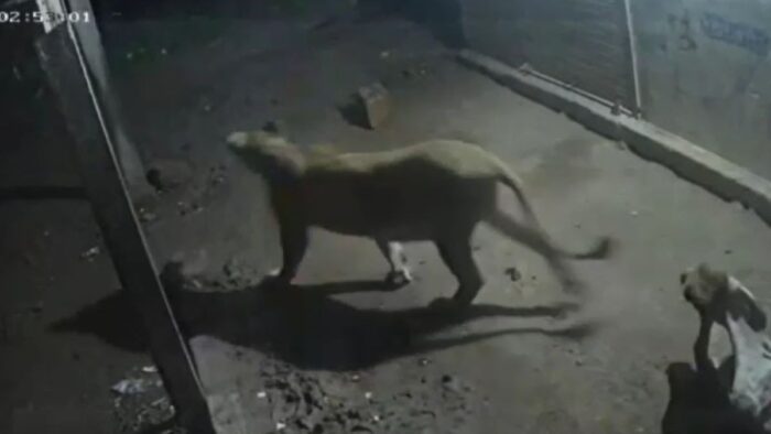 ગીર સોમનાથ